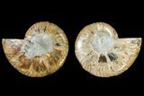 Agate Replaced Ammonite Fossil - Madagascar #145899-1
